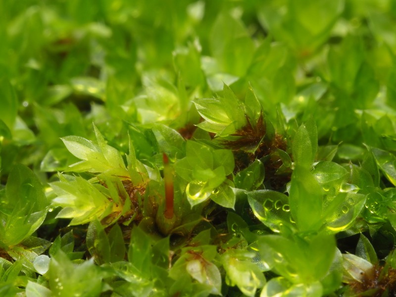 Bryum Moss photo 5