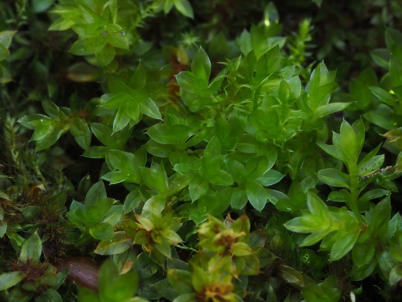 Bryum Moss photo 6