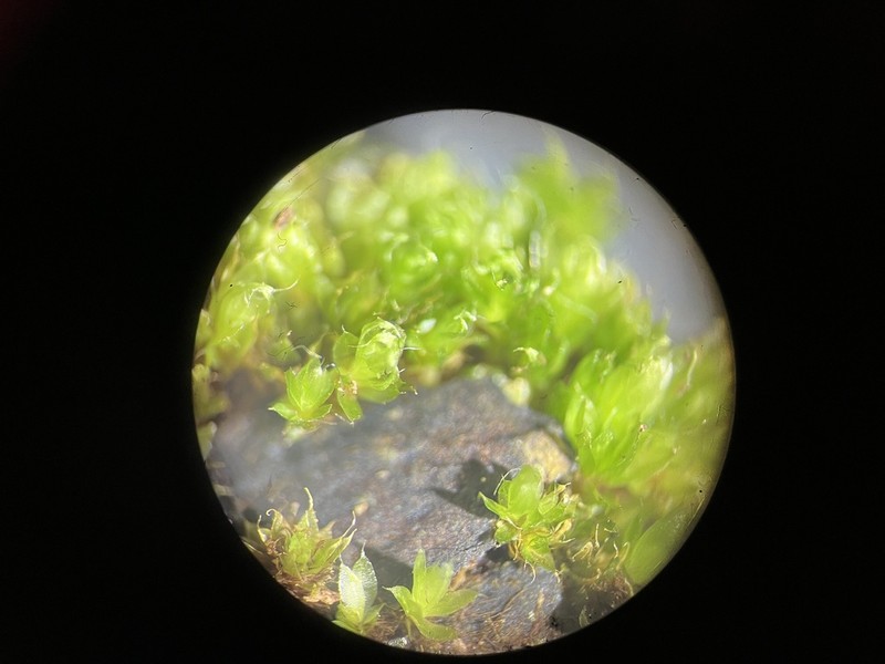 Bryum Moss photo 7