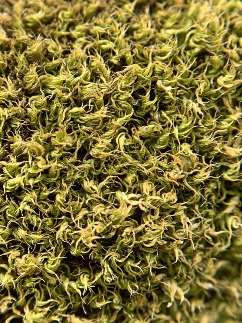 Bryum Moss photo 8