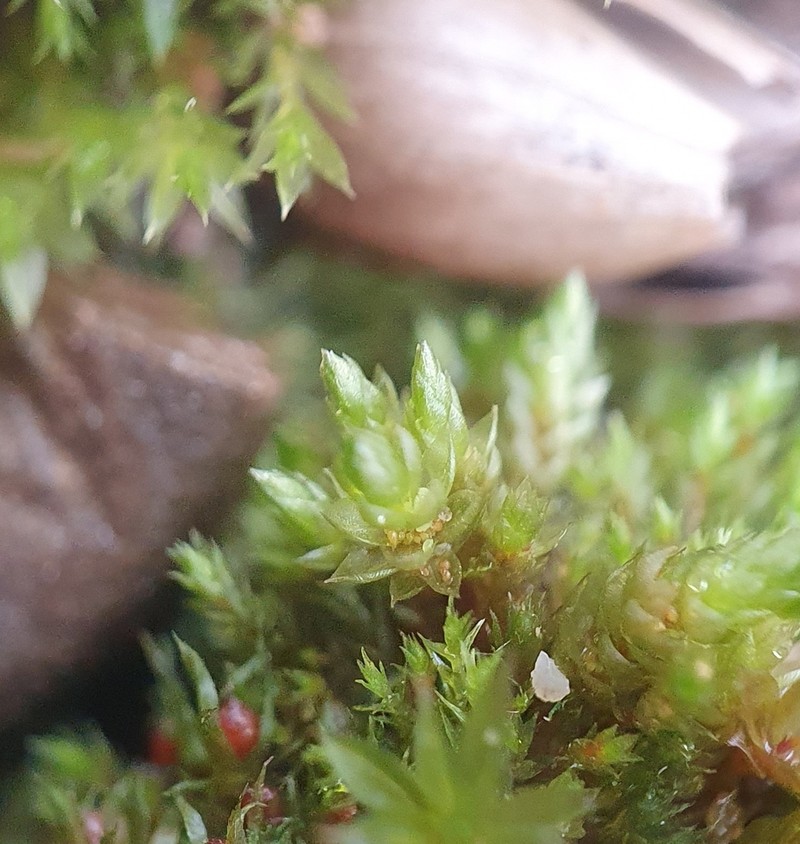 Bryum Moss