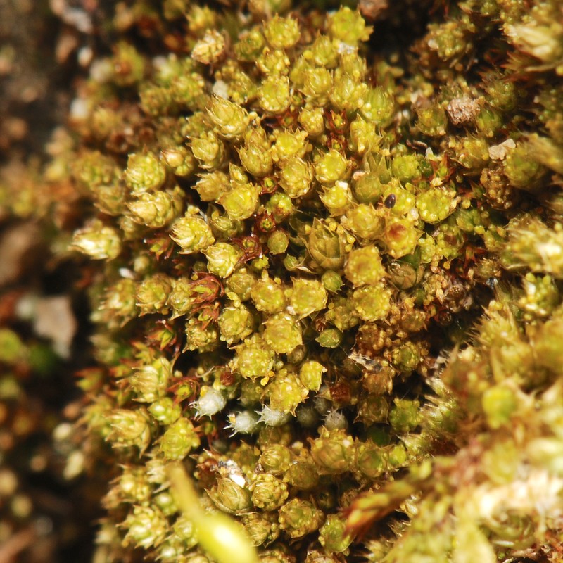 Bryum Moss photo 2