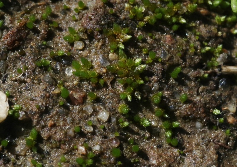 Bryum Moss photo 3