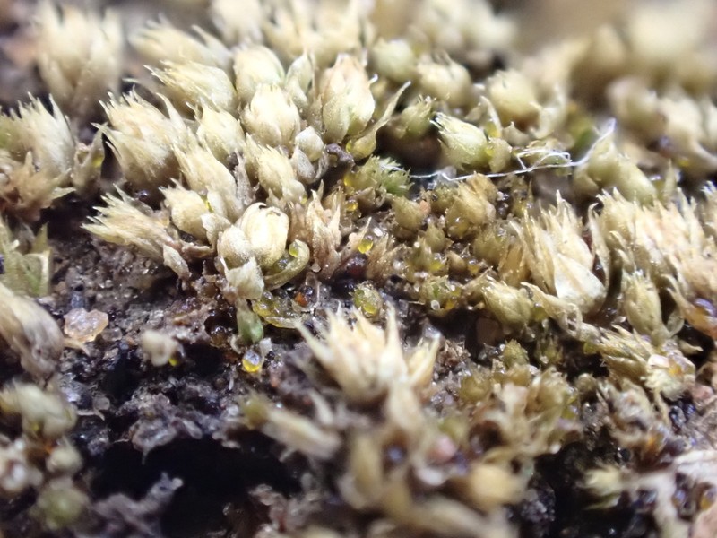 Bryum Moss photo 6