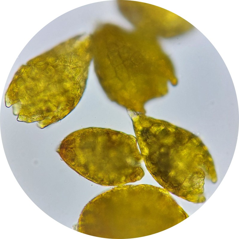 Bryum Moss photo 7