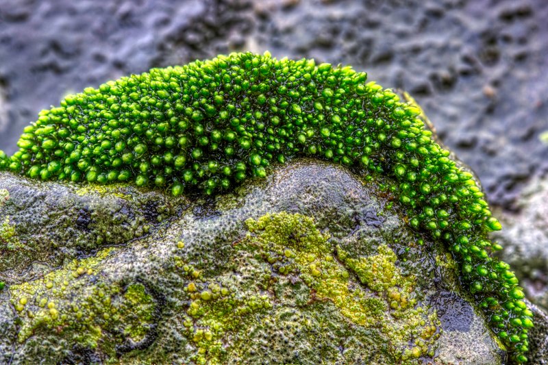 Bryum Moss
