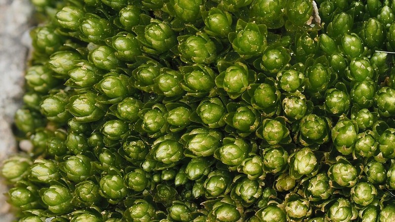 Bryum Moss