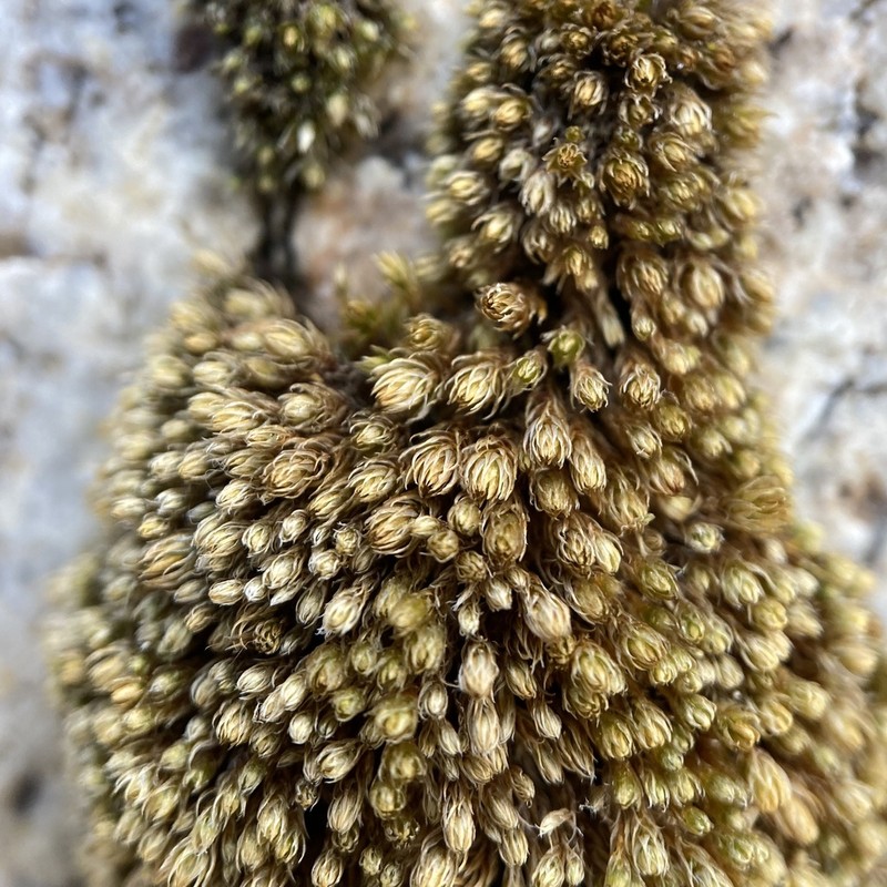 Bryum Moss photo 2