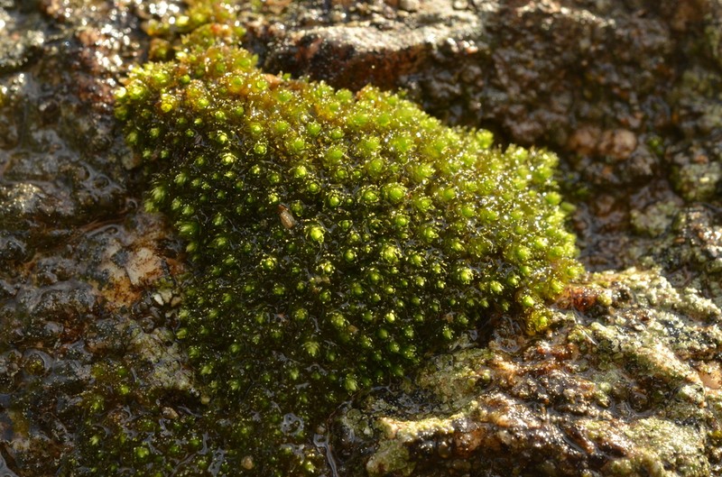 Bryum Moss photo 3