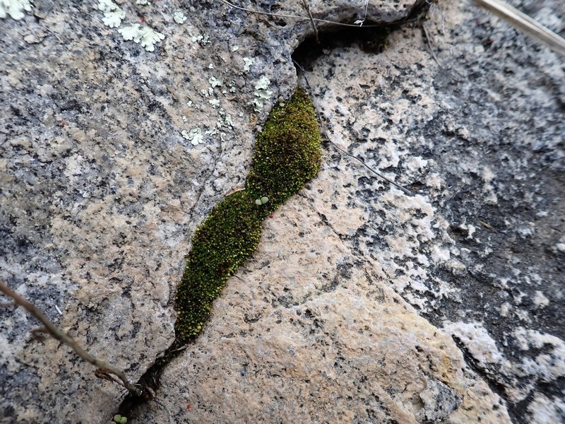 Bryum Moss photo 4