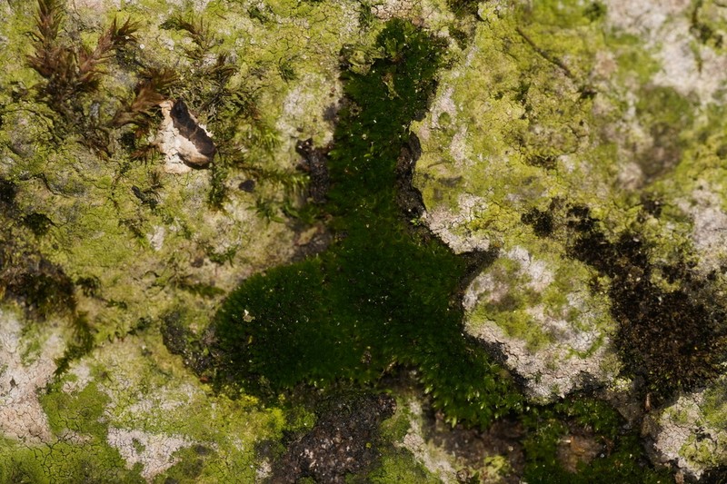 Bryum Moss photo 5