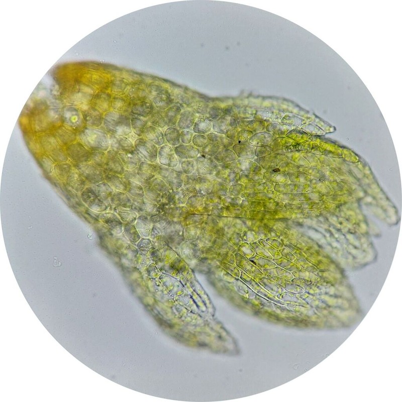 Bryum Moss photo 6