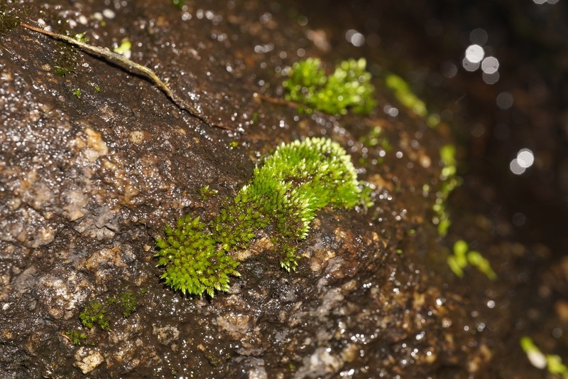 Bryum Moss photo 7