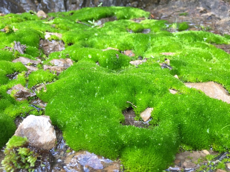 Bryum Moss photo 8