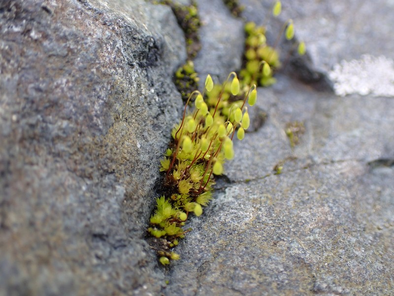 Hagen's Bryum Moss photo 2