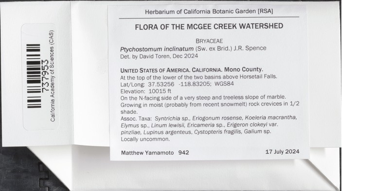 Hagen's Bryum Moss photo 4