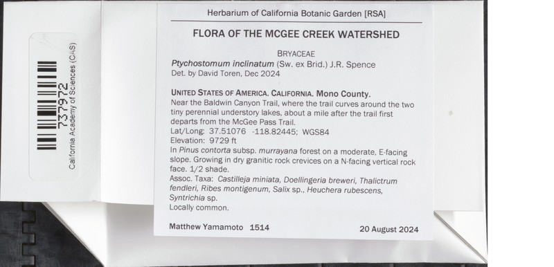 Hagen's Bryum Moss photo 6