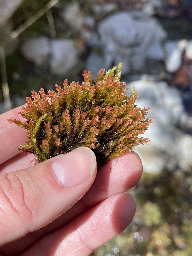 Bryum Moss photo 2