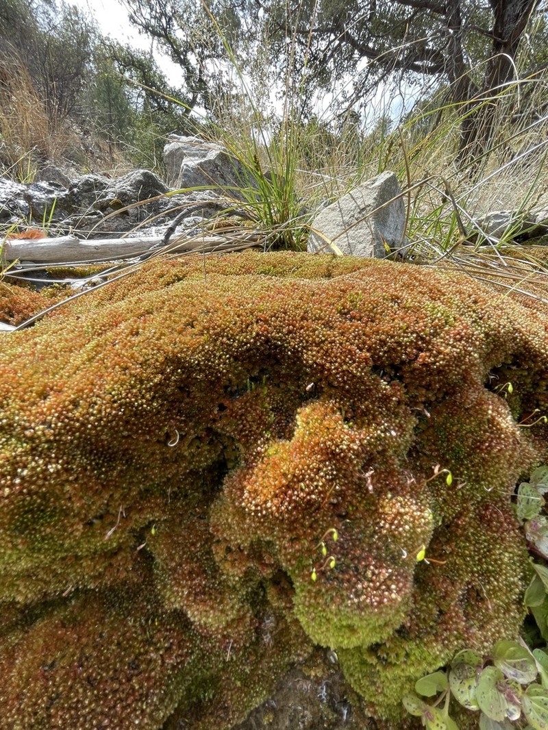 Bryum Moss photo 3