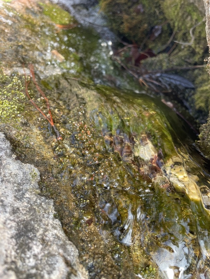 Bryum Moss photo 4