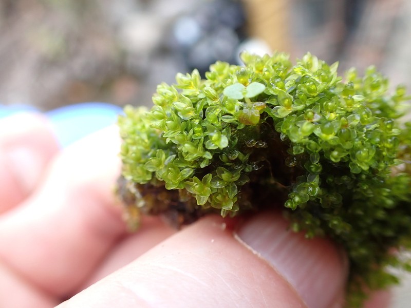 Bryum Moss photo 5