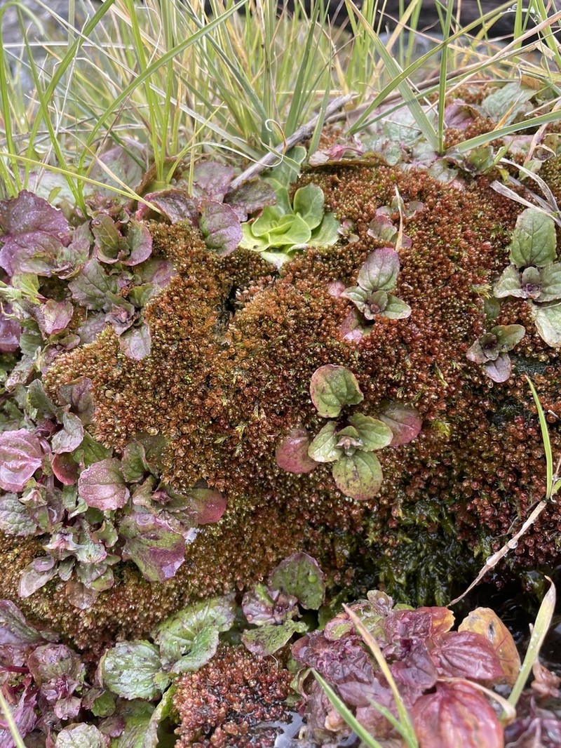 Bryum Moss photo 6