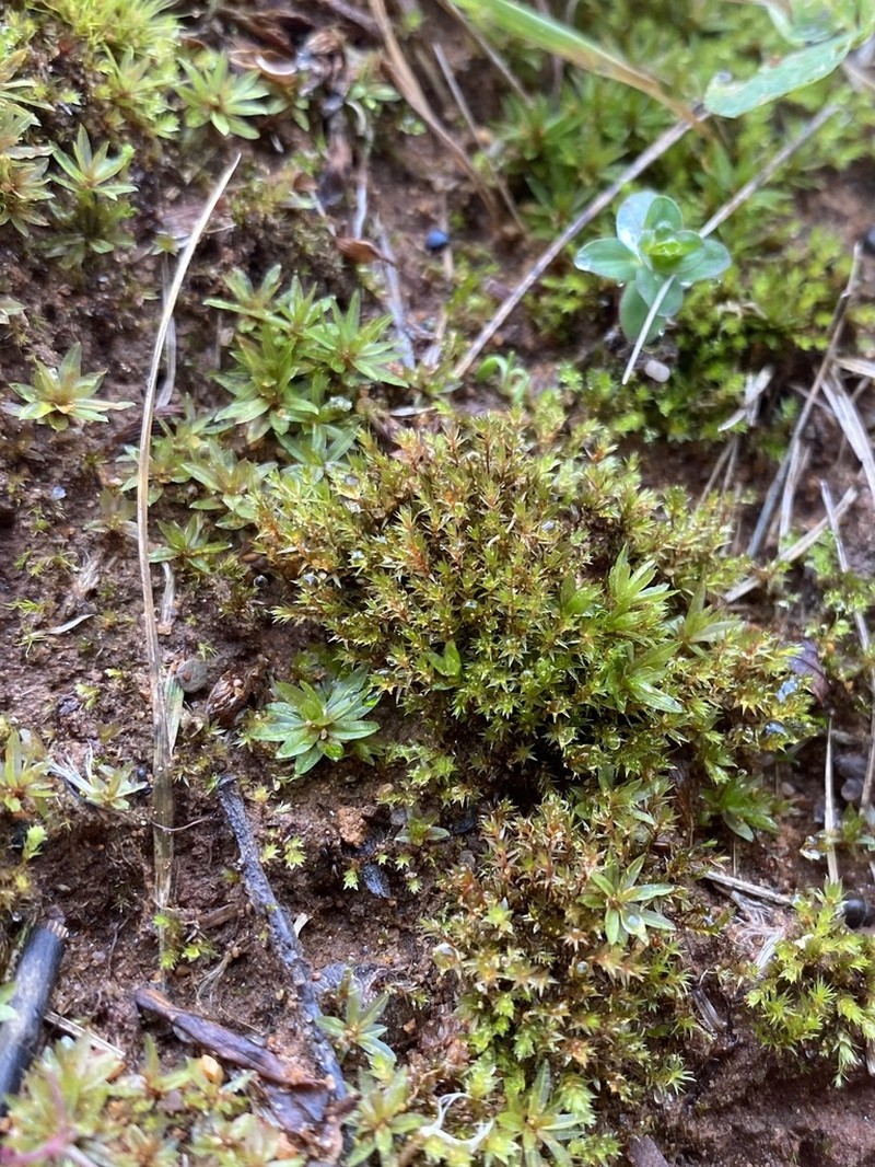 Klinggraeff's Bryum Moss