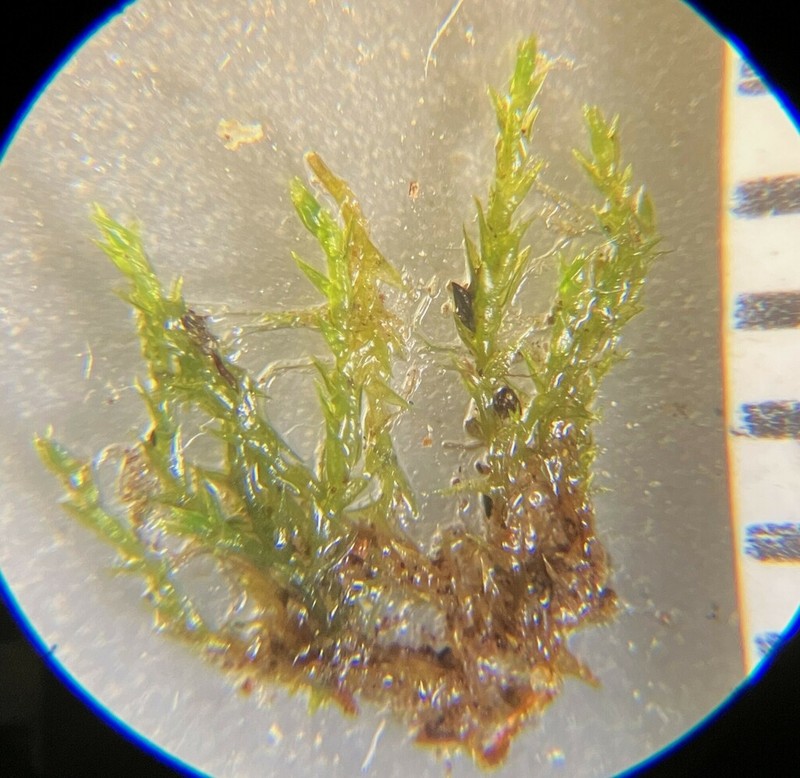 Klinggraeff's Bryum Moss photo 2