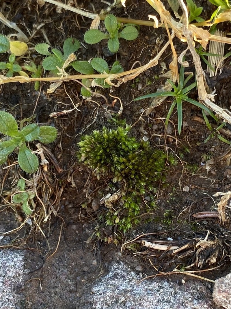 Klinggraeff's Bryum Moss photo 3