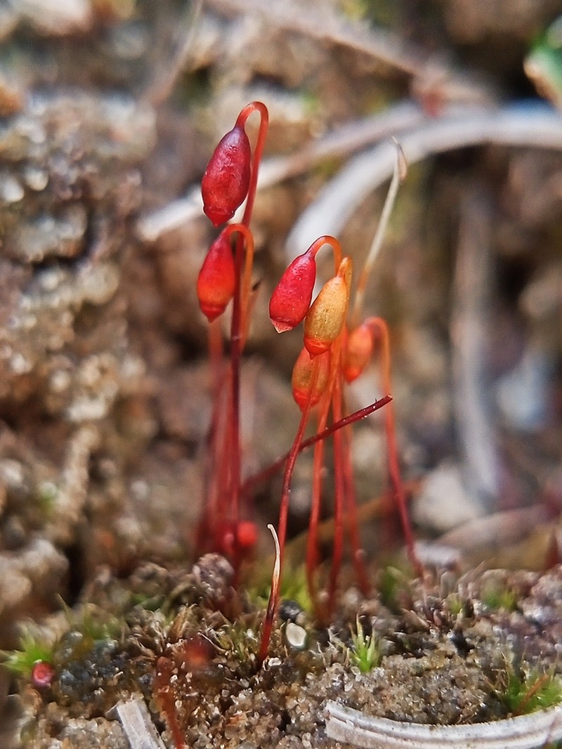 Klinggraeff's Bryum Moss photo 4