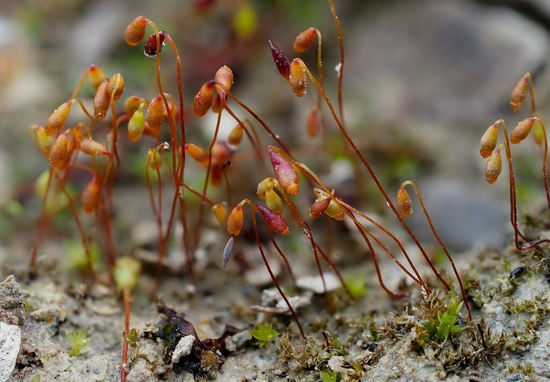Klinggraeff's Bryum Moss photo 5