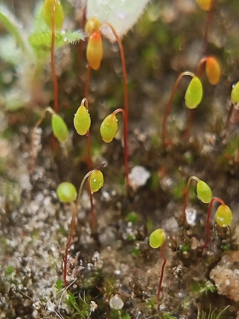 Klinggraeff's Bryum Moss photo 6