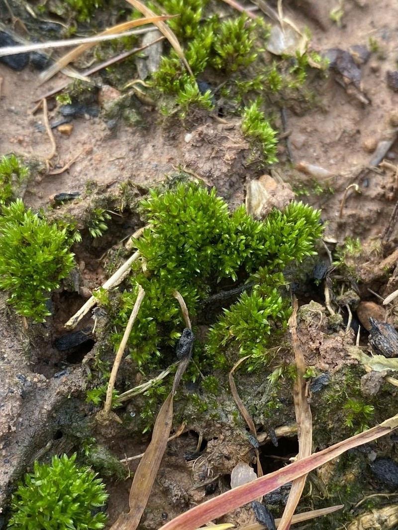 Klinggraeff's Bryum Moss photo 7