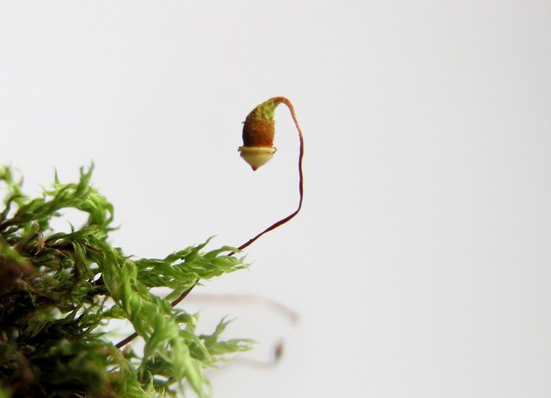 Klinggraeff's Bryum Moss photo 8