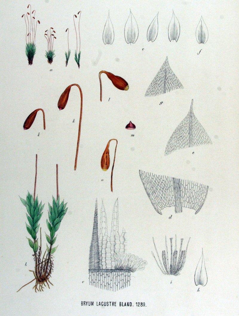 Knowlton's Bryum Moss