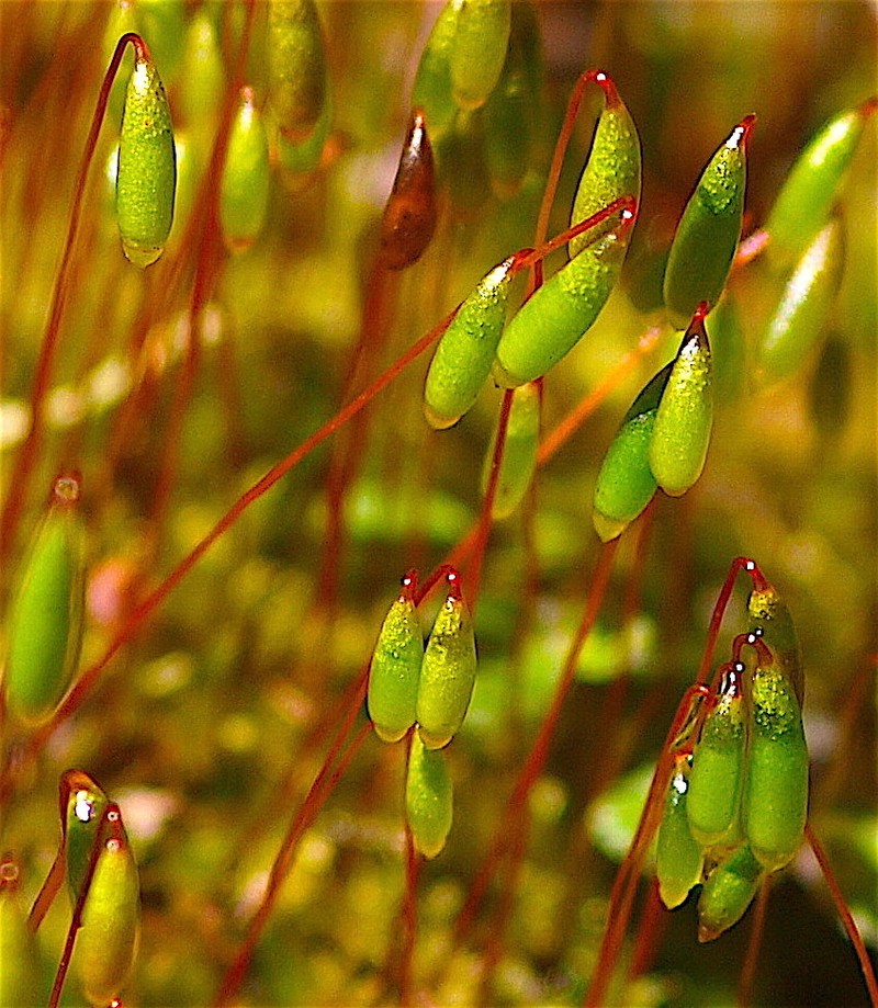 Bryum Moss