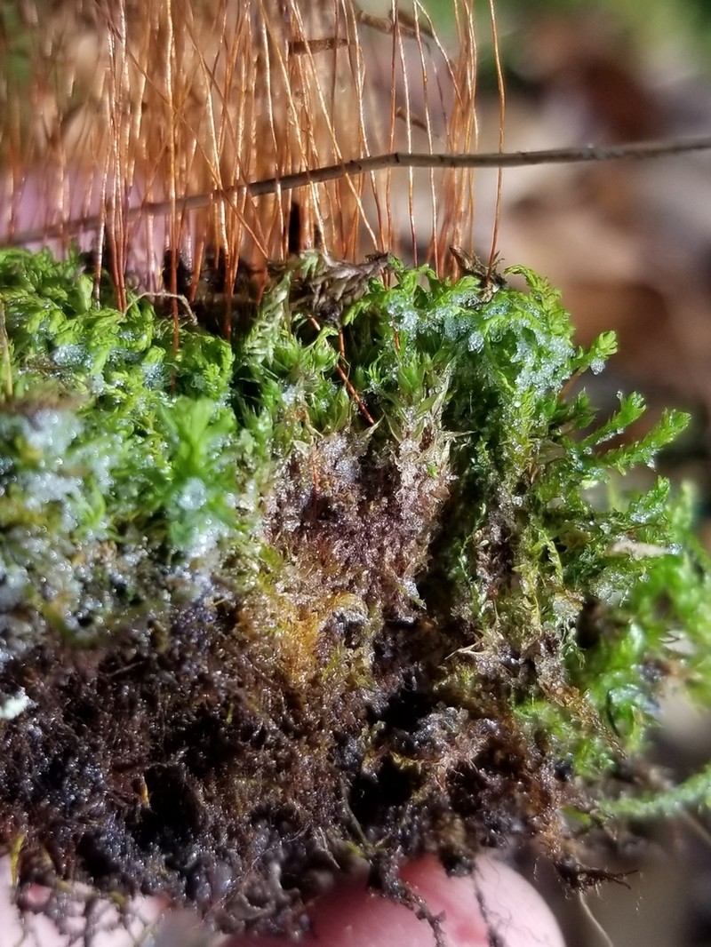 Bryum Moss photo 2