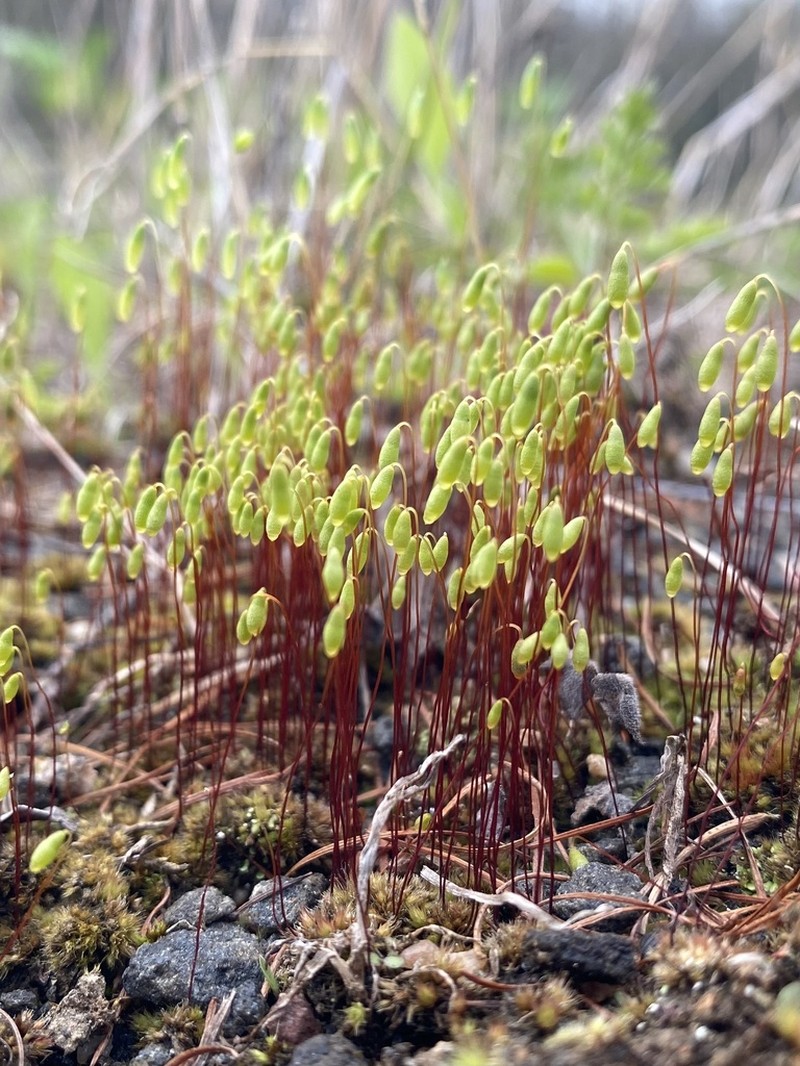 Bryum Moss photo 3