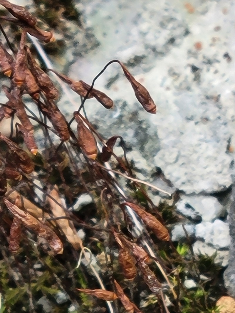 Bryum Moss photo 4