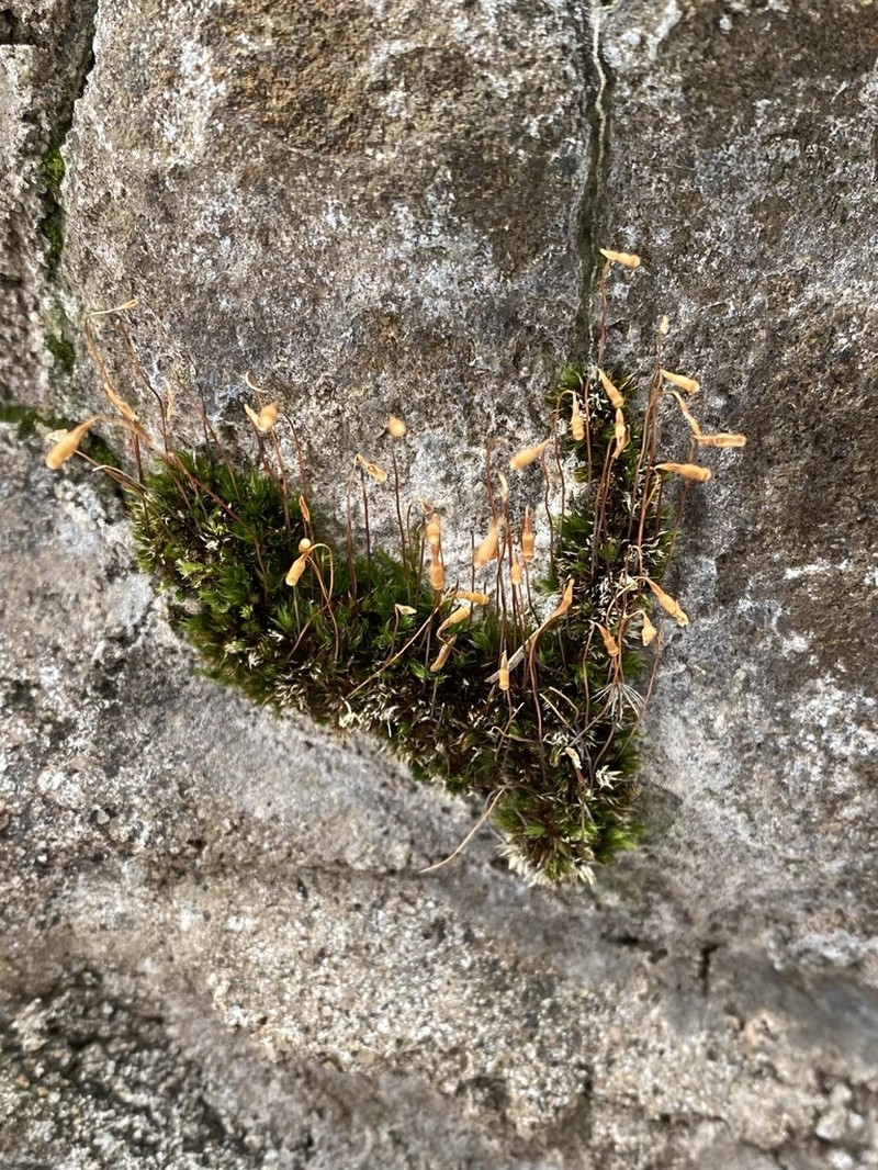 Bryum Moss photo 5