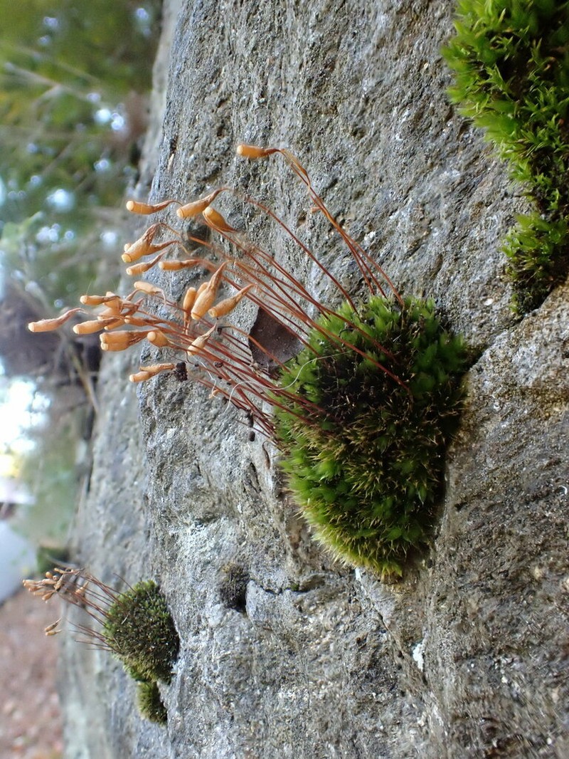 Bryum Moss photo 6