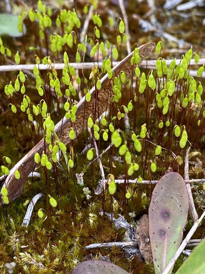 Bryum Moss photo 7