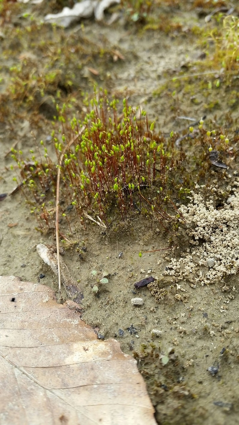 Bryum Moss photo 8