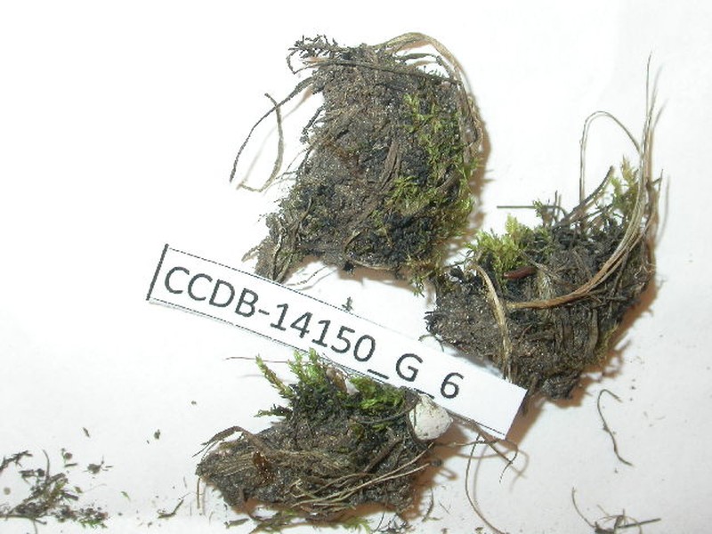 Marrat'S Bryum Moss