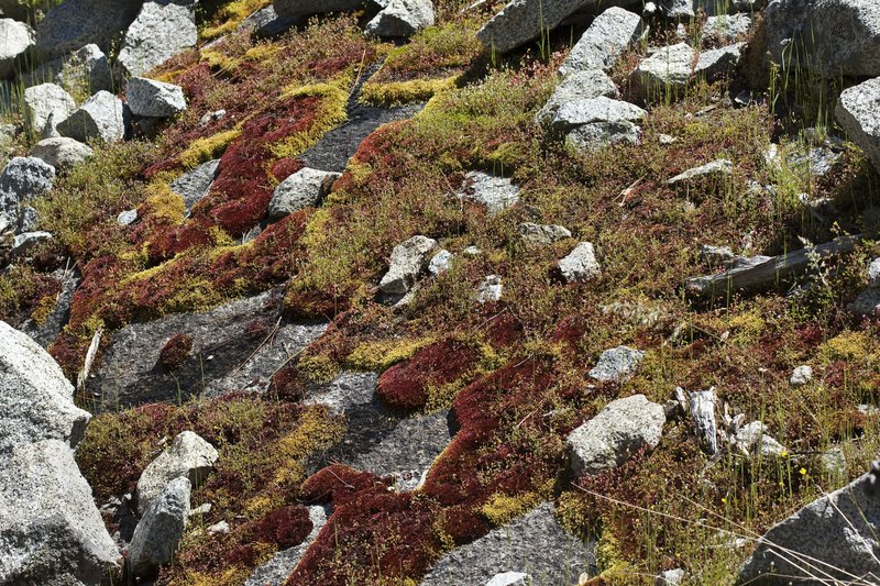 Glossy Red Bryum Moss