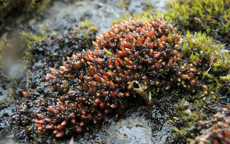 Glossy Red Bryum Moss
