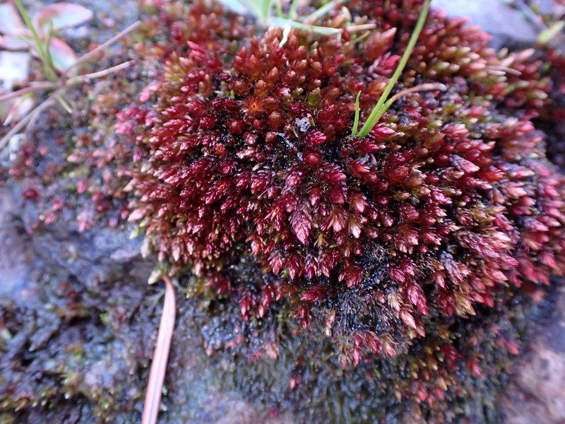 Glossy Red Bryum Moss photo 2