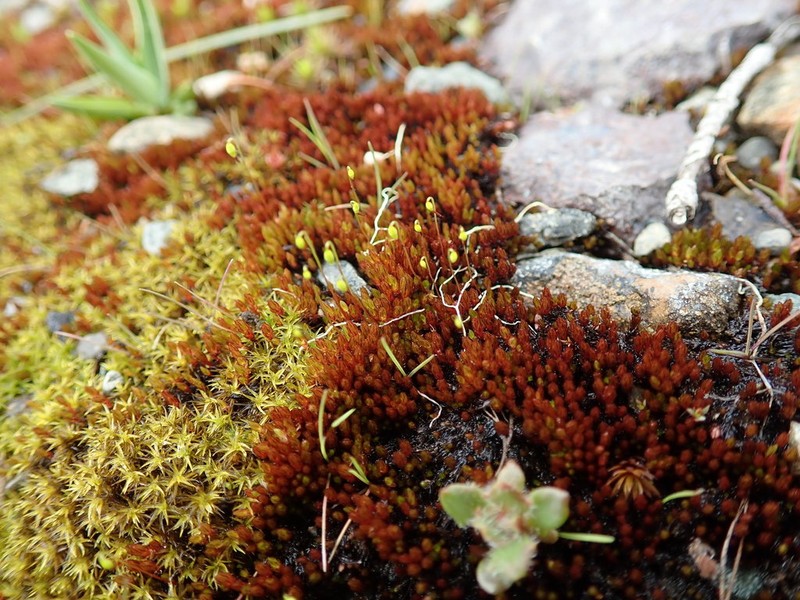 Glossy Red Bryum Moss photo 3