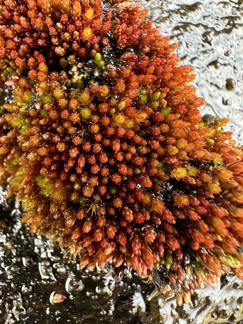 Glossy Red Bryum Moss photo 4