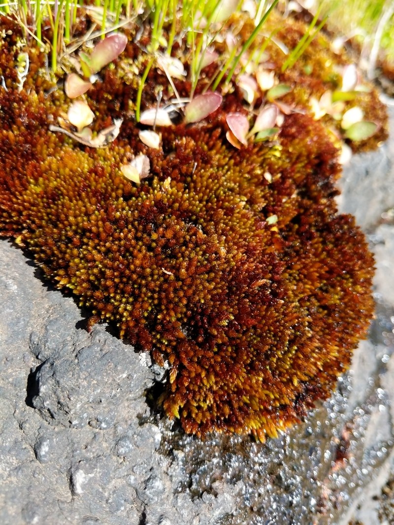 Glossy Red Bryum Moss photo 5